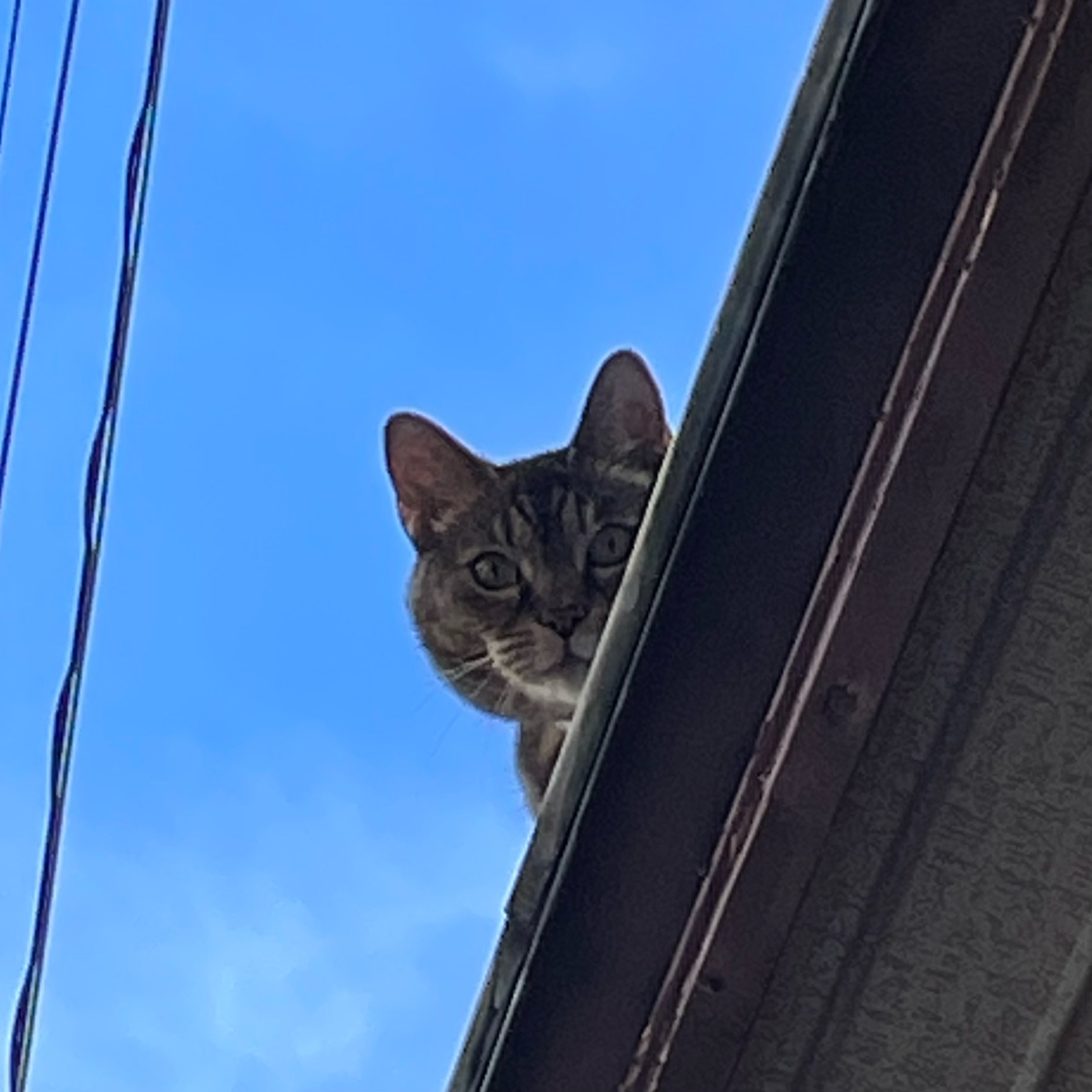 杉本真琴のアイコン-猫の写真